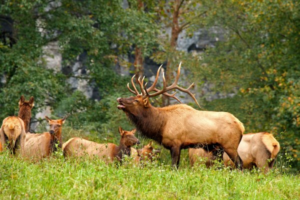 Changes coming to elk hunting in East Kootenay