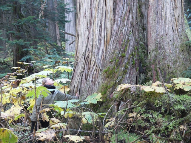 No logging old-growth on the Duncan – for now