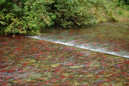 Fish virus found in Kootenay Lake Kokanee calls for action