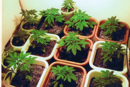 Midway RCMP bust grow-op in Beaverdell