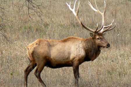 Conservation asks for public help  in finding elk poacher(s)