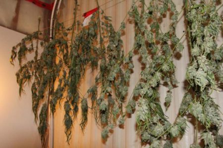 Court injunction gives hope to those who need medicinal weed