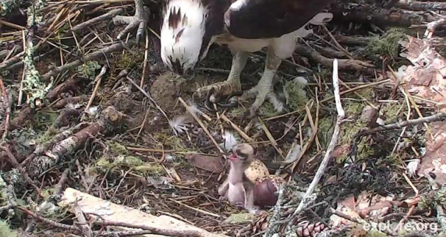 More insight by raptor expert regarding Osprey family near Nelson