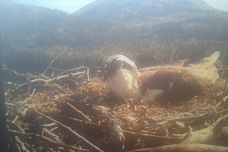 Former Nelsonite and raptor expert offers insight into Osprey family