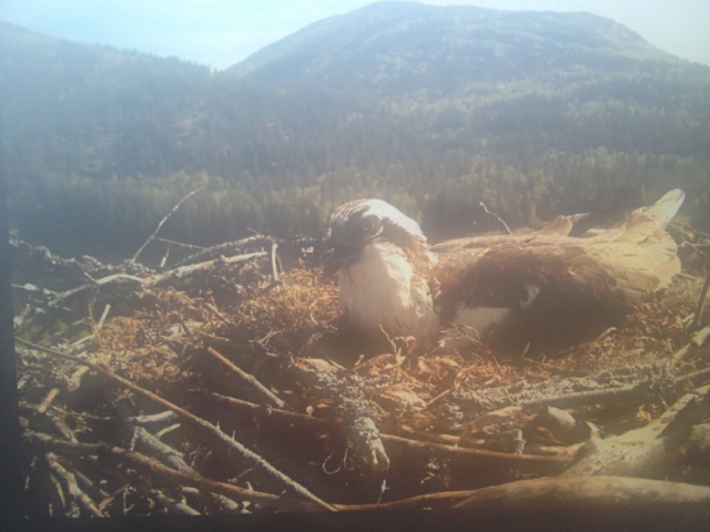 Former Nelsonite and raptor expert offers insight into Osprey family
