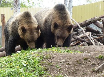 Naramata becomes B.C.’s newest Bear Smart community