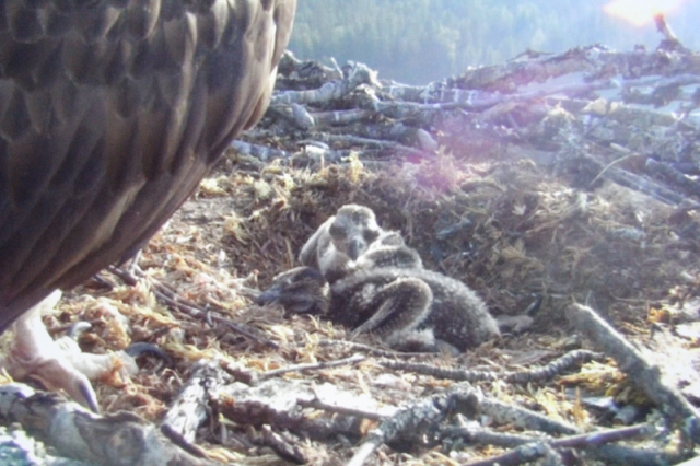UPDATED: Last chick rescued from the Osprey nest west of Nelson