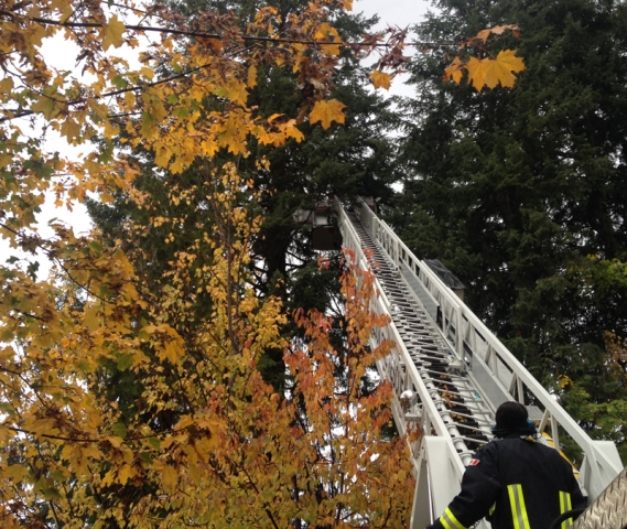 Nelson Fire Department called to Rosemont to remove bear from tree