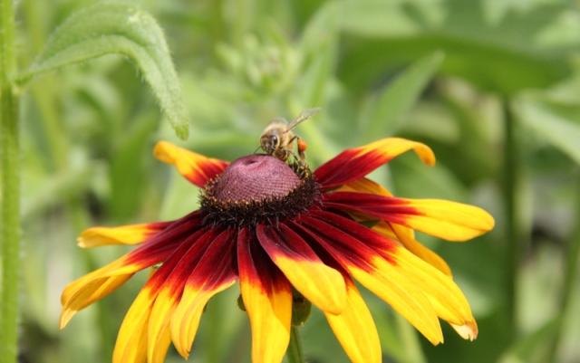 September slightly warmer than normal says Southeast Fire Centre Weather Service