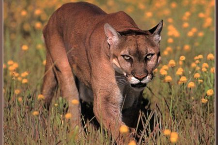 RCMP warn of cougar attack on Granger Road on Nelson's North Shore area