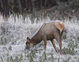 Kimberley Mountie releases elk; no charges pending