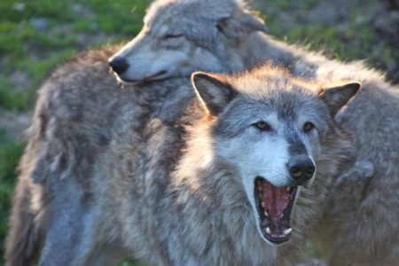 Province stands firm on wolf cull plan despite fierce opposition