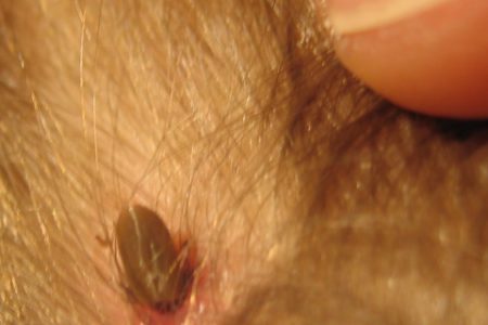 Early spring-like weather leads to early tick season