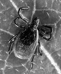 Early spring weather brings out ticks