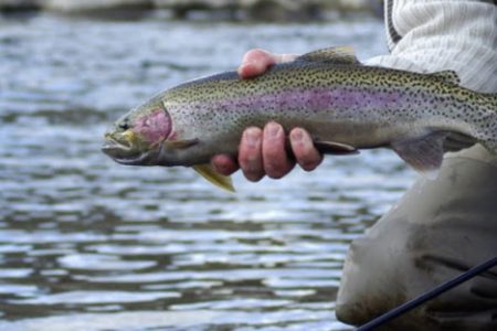 Province calls public meeting on Kootenay Lake fishery Monday in Balfour