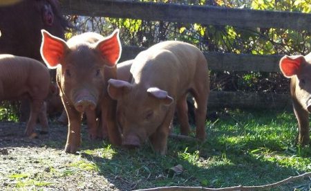 Community goes 'whole hog' to support local farmer