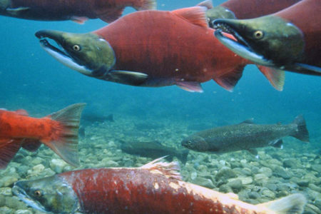 Huge concern for sockeye run in BC's South Okanagan region