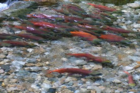 Early kokanee returns look good in spite of warmer than normal water temperature