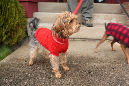 Nelson man upset with irresponsible owners after dog was attacked by pit-bull at waterfront park