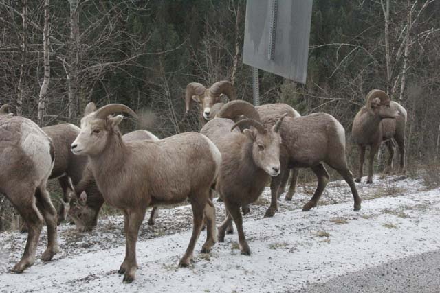 Charges laid in October vehicle collision with wildlife near Keremeos