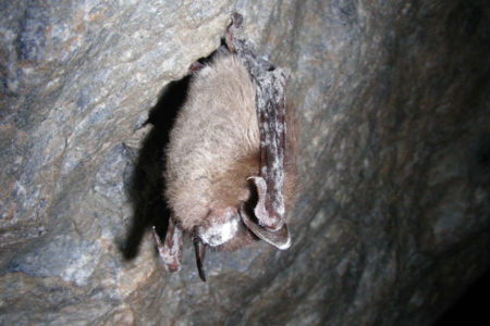 First detection of deadly bat disease on West Coast concerns BC