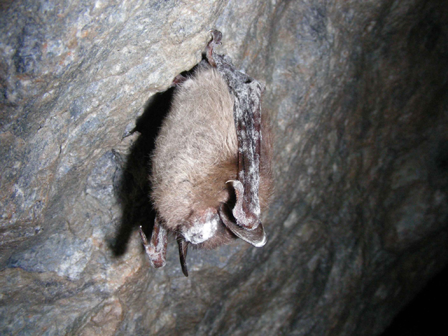 First detection of deadly bat disease on West Coast concerns BC