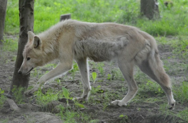 Wolf hunting limits increased for the region; province on the lookout for squatters