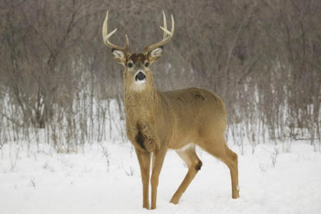 Biologists call on hunters to help fight deer disease