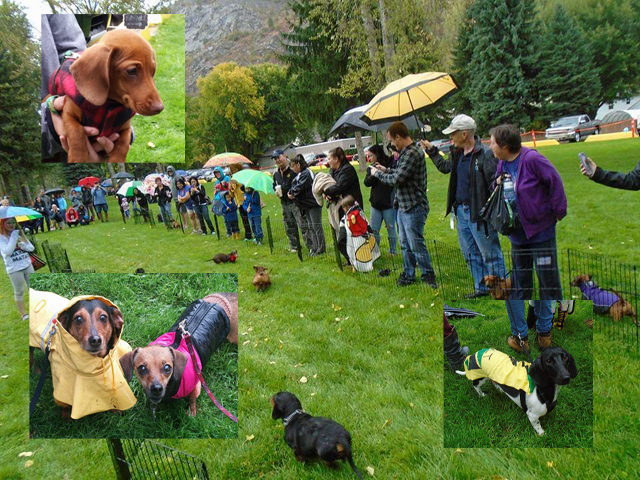 First Annual Doxie Fun Fest raises money for SPCA