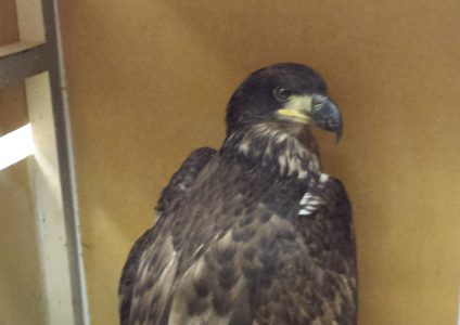 Revelstoke RCMP rescue injured bald eagle