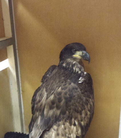 Revelstoke RCMP rescue injured bald eagle