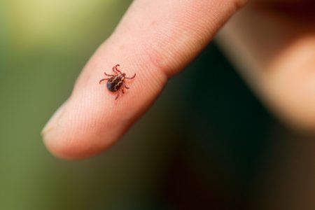 Interior Health â€” Time to talk ticks