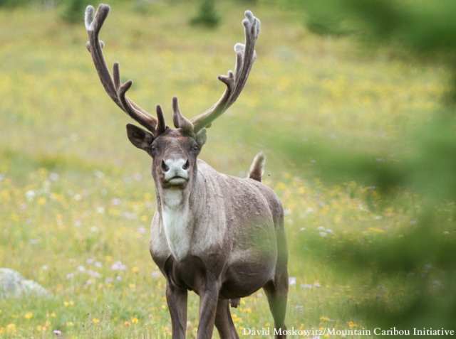 Caribou, Logging, Wolves and Corporate Donors