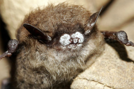 Bat encounters can put you at risk for rabies â€” Interior Health