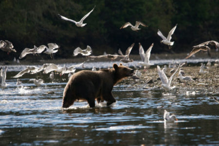 Grizzly trophy ban ends hunt, but not debate