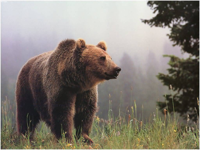 B.C. government announces end to the grizzly bear trophy hunt