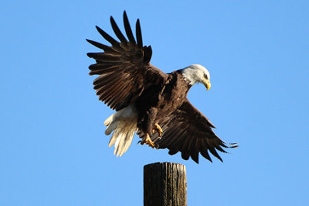 Time running out to enter, vote in BC SPCA wildlife contest