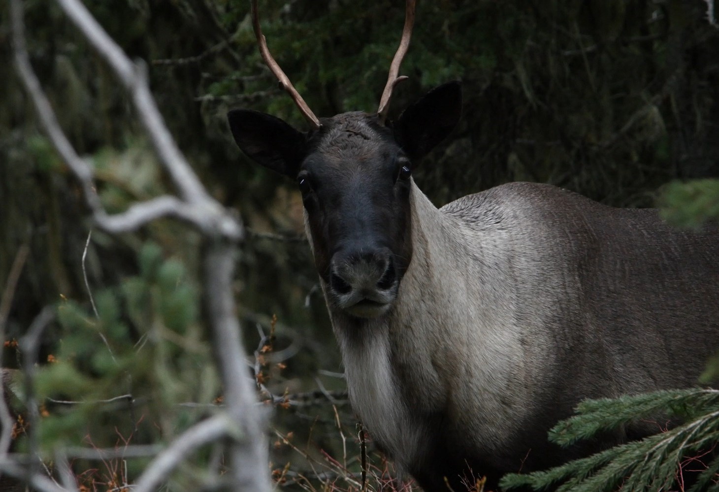 Can Southern Mountain Caribou Recover?  See This Film.