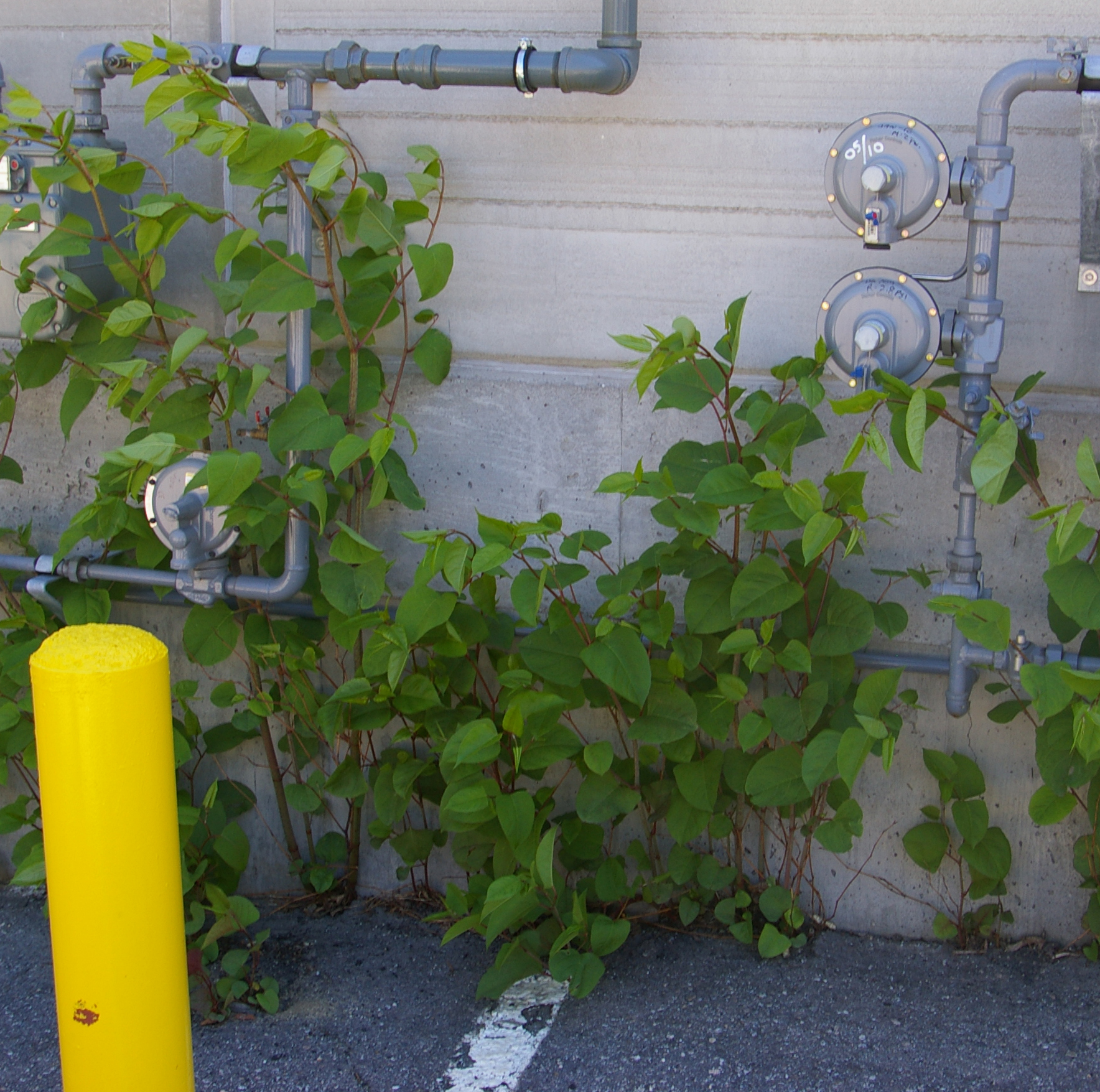 Knotweed costs us all -- please don't spread it by cutting or mowing it.