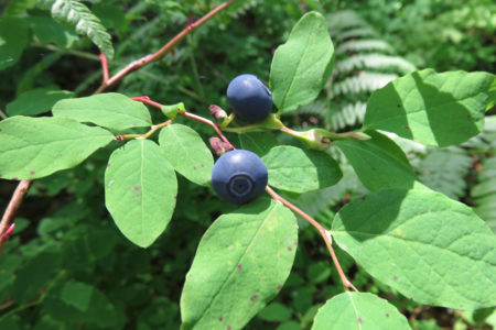 Commercial Huckleberry Harvesting Restrictions