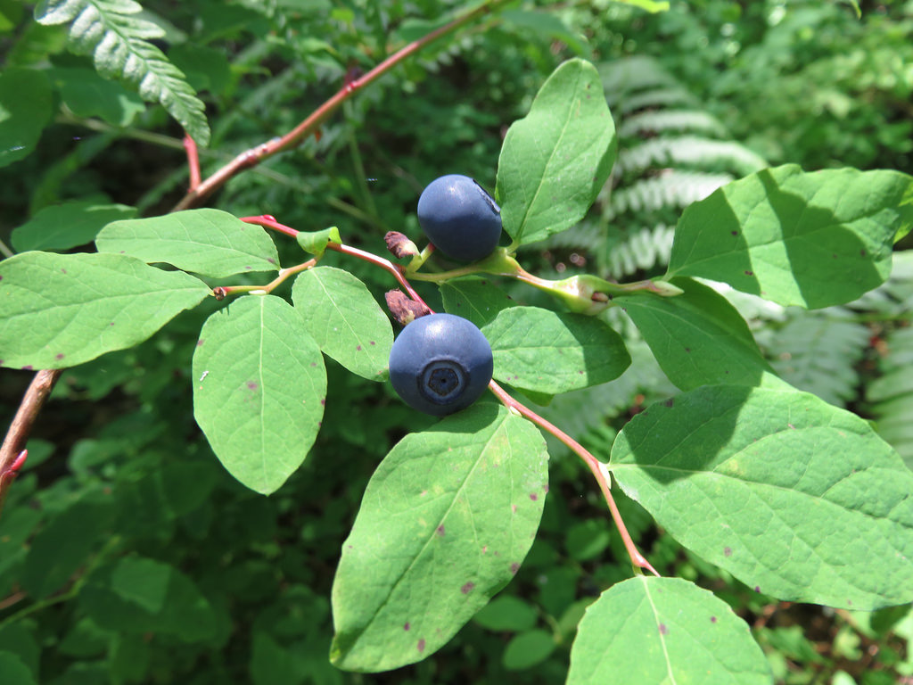 Commercial Huckleberry Harvesting Restrictions