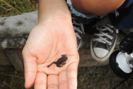 Western Toads, snakes, and more at Toadfest 2018