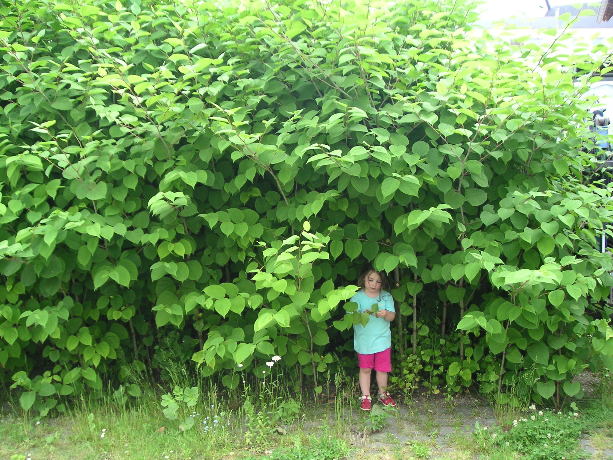Rossland Lauded for Knotweed Control Actions