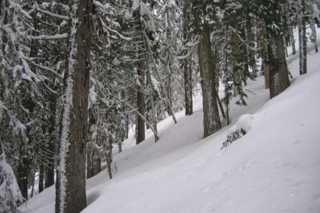 Editorial:  Skiing and Logging in the Rossland Range Recreation Site