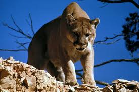 Cougars cause cops consternation