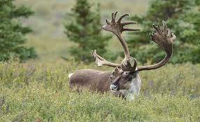 BC government announces historic partnerships for mountain caribou recovery