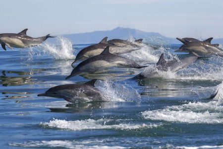 BC SPCA applauds passing of Bill S-203 to ban whale and dolphin captivity in Canada