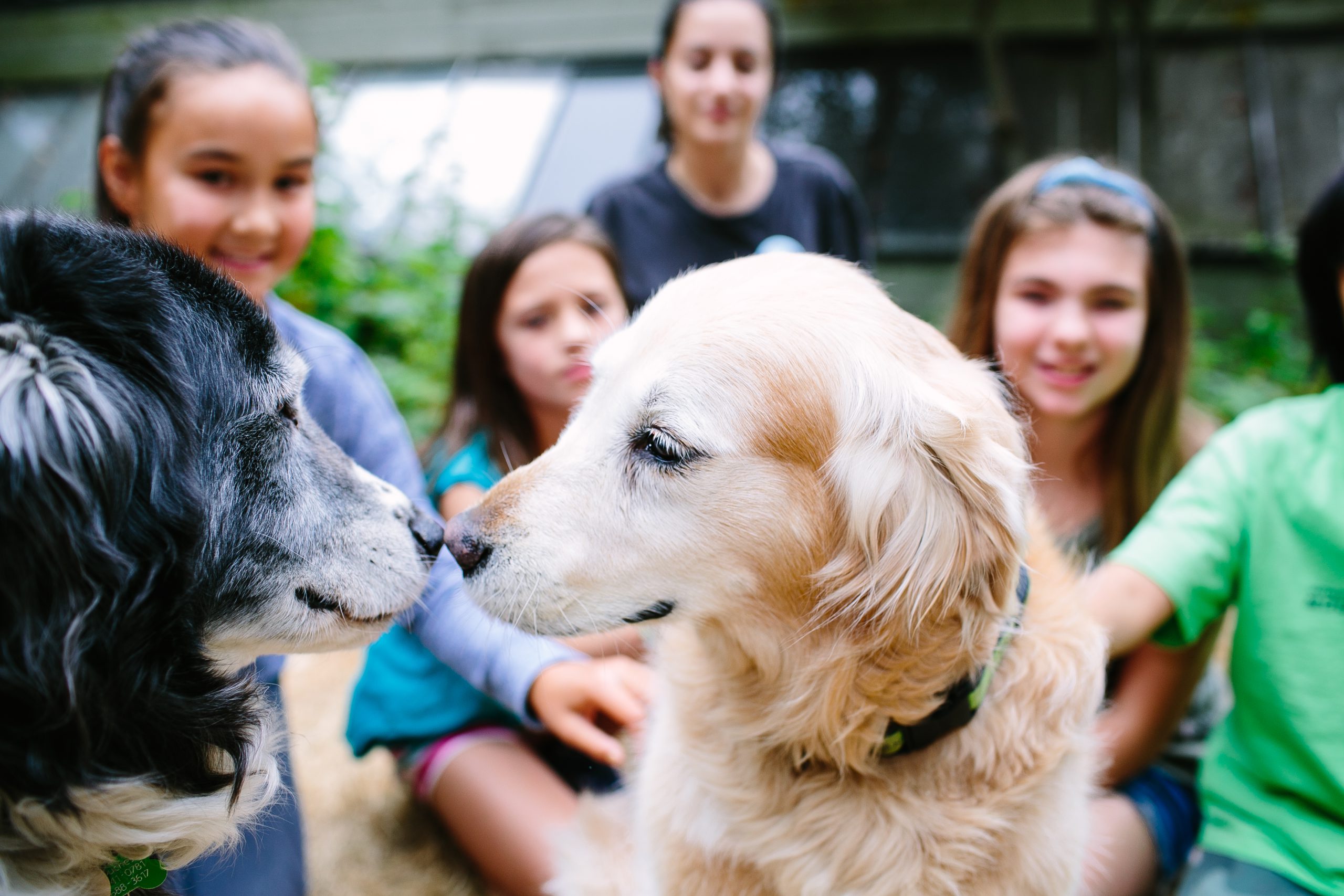 SPCA camps help kids unplug and develop empathy skills