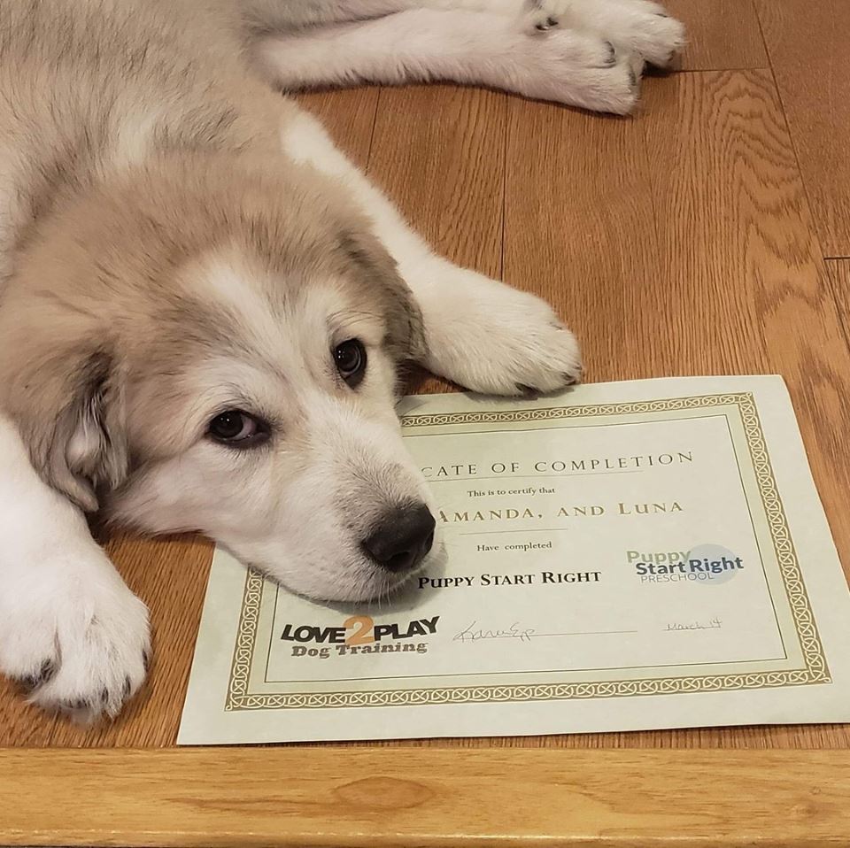Two West Kootenay dog training companies receive BC SPCA’s AnimalKind accreditation