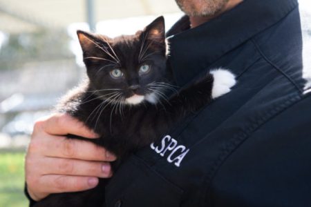 BC SPCA shelters overwhelmed with cats and kittens needing homes